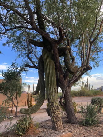 July 29 - Saguaro+nurse tree seen on a walk with Trish and Brock. July 29 - Saguaro+nurse tree seen on a walk with Trish and Brock.